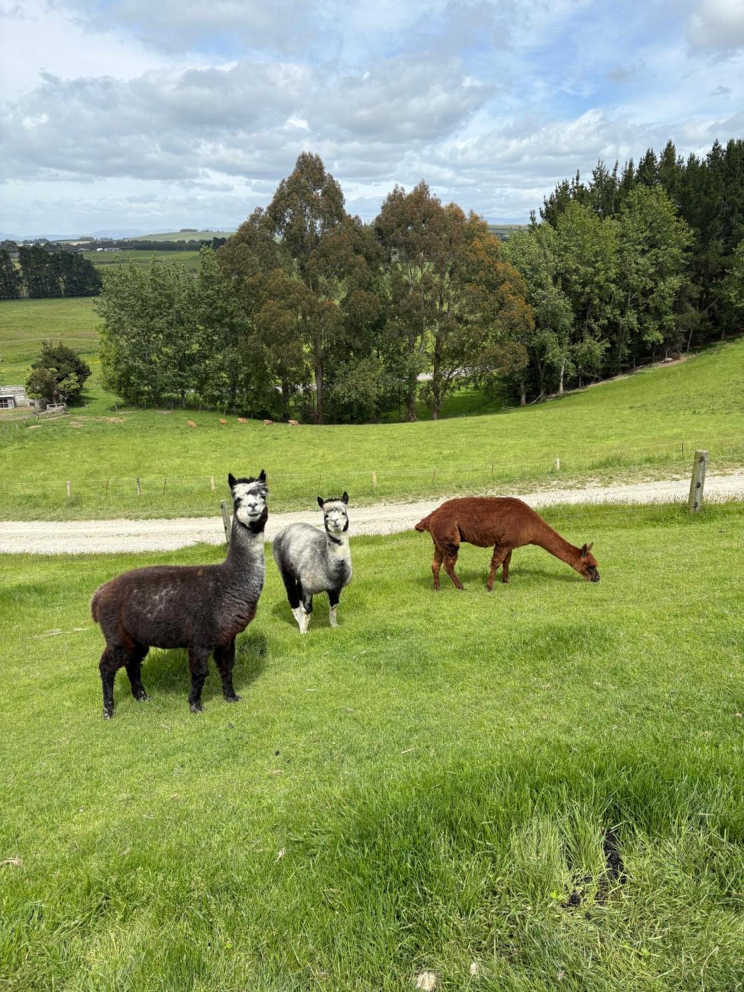 The Shepherd'S Rest Oamaru Eksteriør billede